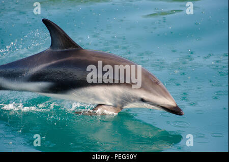 Dusky Dolphin playing Stock Photo - Alamy