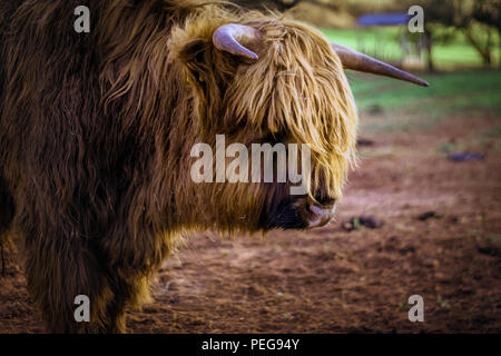 cattle horn bull germany Stock Photo
