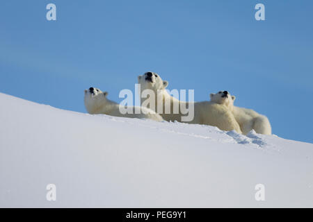 Polar Bear mom and two yearlings (Baffin Island) Stock Photo