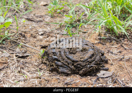 Cow manure is a waste of cattle that is beneficial to the trees and agriculture. Stock Photo