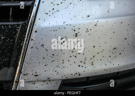 Dead bugs on car front bumper, covered with insect cleaning spray Stock Photo