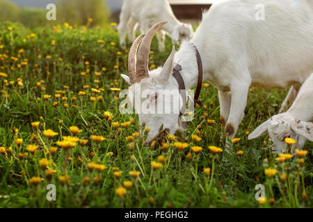 Goat grazing on meadow full of dandelions. Stock Photo