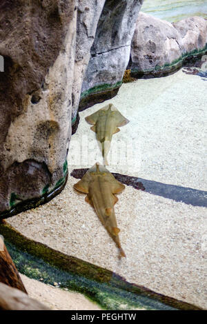 The Shark Ray (Rhina ancylostoma) is a widely distributed inshore species of the Indo-West Pacific. guitarfish Stock Photo