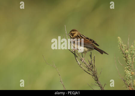 A cute juvenile Reed Bunting (Emberiza schoeniclus) perching in a bush. It is waiting for its parents to come back and feed it. Stock Photo