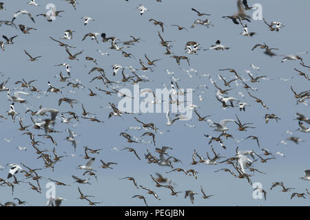 A large flock of wading birds flying in the blue sky at a coastal estuary in the UK. Stock Photo