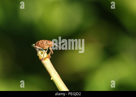 A stunning Acorn Weevil  (Curculio glandium) perching on a plant. Stock Photo