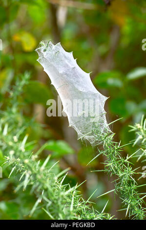 Spider web in ancient tree, Arataki Visitor Center, Waitakere Ranges Regional Park, North Island, New Zealand Stock Photo