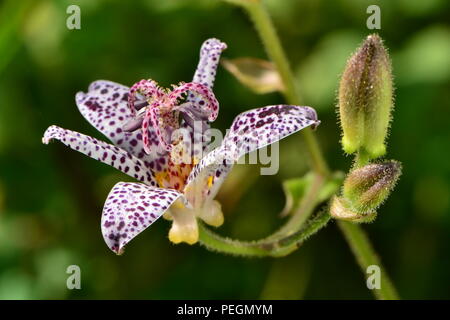 Tricyrtis hirta - garden orchid - toad lilies - macro. White petals with purple spots and green flower buds Stock Photo