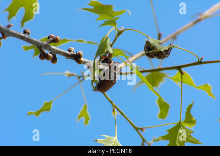 Close-up view of a European pest beetle known as a May bug on a blue sky background. They feed on young leaves and flowers of all garden, park and for Stock Photo