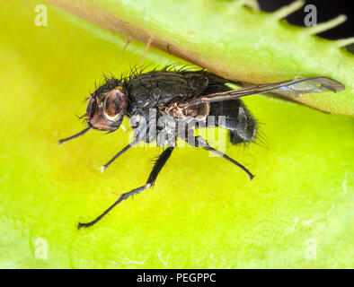 Fly captured in a Venus Flytrap (Dionaea muscipula) Stock Photo