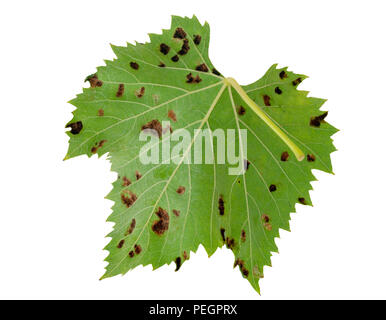 Isolated vine leaf showing galls, effect of Grape erineum mite. Vineyard problem. Underside like rust. Colomerus vitis. Stock Photo