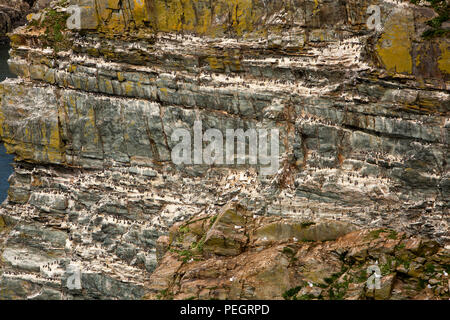 UK, Wales, Anglesey, South Stack, guillemots nesting on cliff at RSPB Ellin’s Tower bird observation point Stock Photo