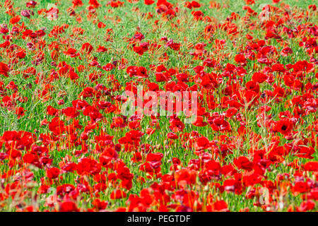 Field of bright red corn poppy flowers in summer Stock Photo