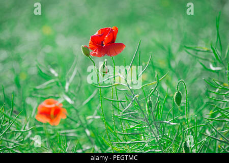 Field of bright red corn poppy flowers in summer Stock Photo