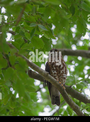 Northern boobook (Ninox japonica / brown hawk owl) perch on a camphor ...