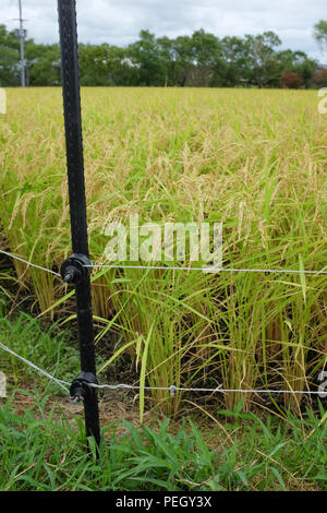 An electric fence protecting a rice field in the prefecture of Shiga, Japan. Stock Photo