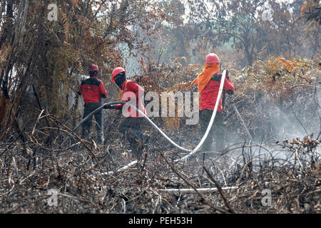 Pekanbaru, RIAU, INDONESIA. 15th Aug, 2018. Manggala Agni, forest fire department Indonesian Ministry of Forestry and Environment are seen firing a burning peatland fires in Kampar District, Riau Province, Indonesia.According to Indonesia's Meteorology, Climatology and Geophysics Agency (BMKG), hotspots were also observed in other provinces in Sumatra such as in Lampung 1 hotspot, in North Sumatra 14 hotspots, in West Sumatra 13 hotspots and 2 hotspots in South Sumatra. Peatlands fires that occurred in Sumatra due to the dry season. Credit: ZUMA Press, Inc./Alamy Live News Stock Photo