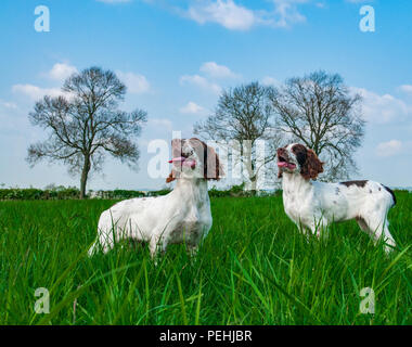 Two English Springer Spaniels (approx 16 week old) sat in a grass field during a walk Stock Photo