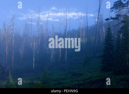 First light of dawn hits trees on a misty morning in Yellowstone National Park, Wyoming, United States. Stock Photo