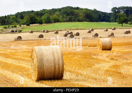 Golden rolls of hay on the fields in France Stock Photo