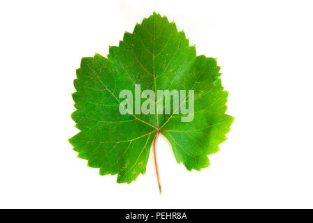 Grape leaf on a white background Stock Photo