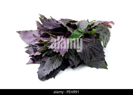 Dark opal basil on a white background Stock Photo