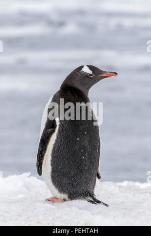 Gentoo penguin rookery, Antarctica, Polar Regions Stock Photo - Alamy