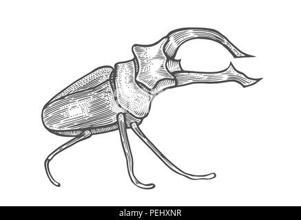big beetle illustration, drawing, engraving, ink, line art, vector Isolated on white Stock Vector