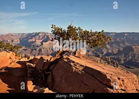 AZ00280-00...ARIZONA -Tree growing in the limited soil along the South Kaibab Trail in Grand Canyon National Park. Stock Photo