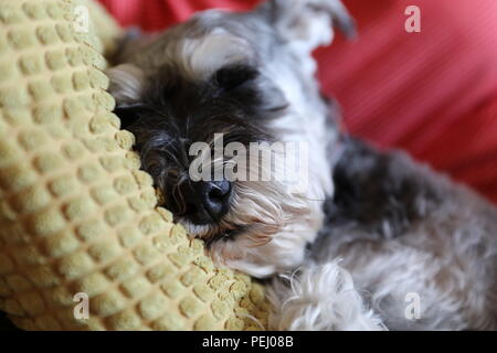 grey miniature schnauzer sleeping Stock Photo
