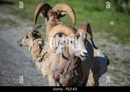 Big horn sheep in Jasper National Park Canada Stock Photo