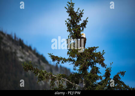 Bald eagle in Jasper National Park Stock Photo