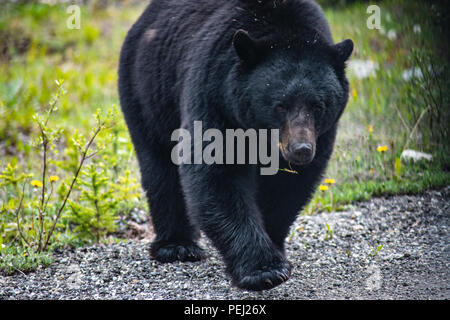 Up close with Black Bear in Jasper National Park Canada Stock Photo