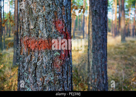 Red arrow painted on the bark of pine tree trunk in autumn forest Stock Photo