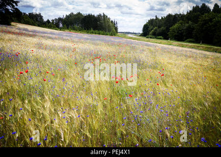Blooming cornflower -Centaurea cyanus - in rye and poppy field on a sunny summer day near the road Stock Photo