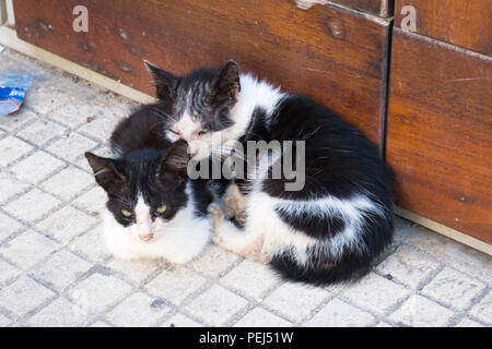 Italy Sicily Syracuse Siracusa Ortygia two sweet cute baby cats kittens black & white cuddle cuddling on floor by wooden doors Stock Photo