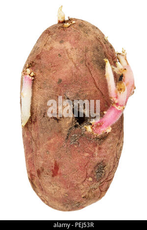 Old germinated pink potato isolated on white background. Big sprouts Stock Photo