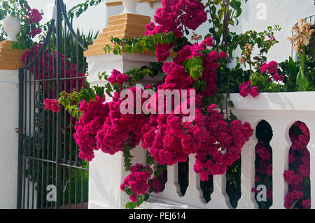 Purple flowers on the entrance with white fence, summer Stock Photo