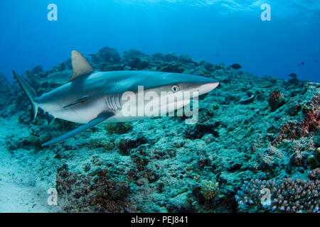 This gray reef shark, Carcharhinus amblyrhynchos, was attracted to the camera with bait off Mana Island, Fiji. Stock Photo