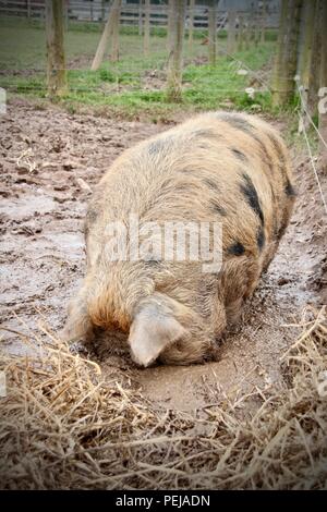 A Kune Kune Pig swills in the mud Stock Photo
