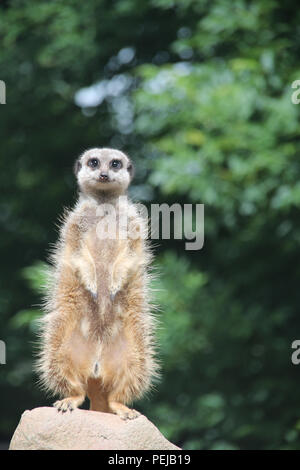 An African Meerkat looks directly at the camera Stock Photo