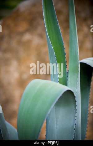 Cactus in Wimberley, Texas USA Stock Photo