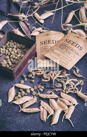 Lathyrus belinensis ‘Goldmine’ and Lathyrus sativus Azureus. Belin Pea and Chickling Pea seeds with seed packets and pods on a slate background Stock Photo