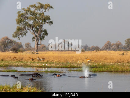Herd of hippos in river pool, , one blowing off water, Khwai Private Reserve, Okavango Delta, Botswana Stock Photo