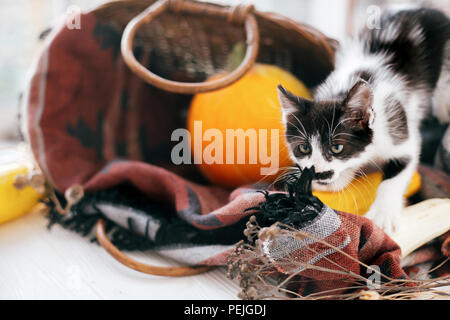 Cute kitty walking from   wicker basket with pumpkin and zucchini in light on wooden background. kitten with funny look. harvest and hello autumn conc Stock Photo