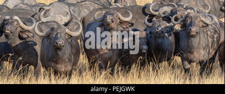 Cape buffaloes in defensive formation; Okavango Delta, Botswana Stock Photo