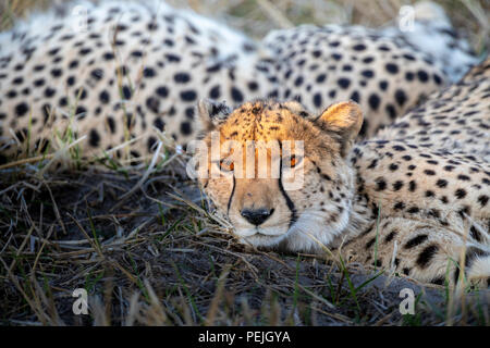 Cheetah resting in shade with head lit by isolated rays of late afternoon sun, Okavango Delta, Botswana Stock Photo