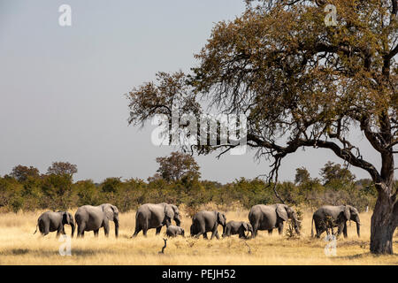African elephant parade, Okavango Delta, Botswana Stock Photo