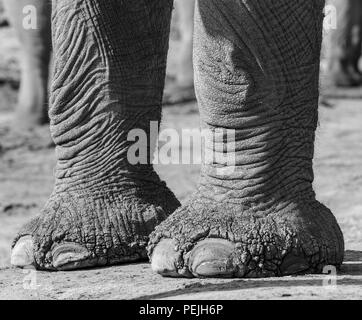 Close up of elephant feet, elephant blind, Khwai Private Reserve, Okavango Delta, Botswana Stock Photo