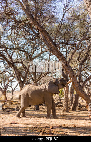 A large African elephant Loxodonta africana pushing down a tree in Zimbabwe's Hwange National Park. Stock Photo